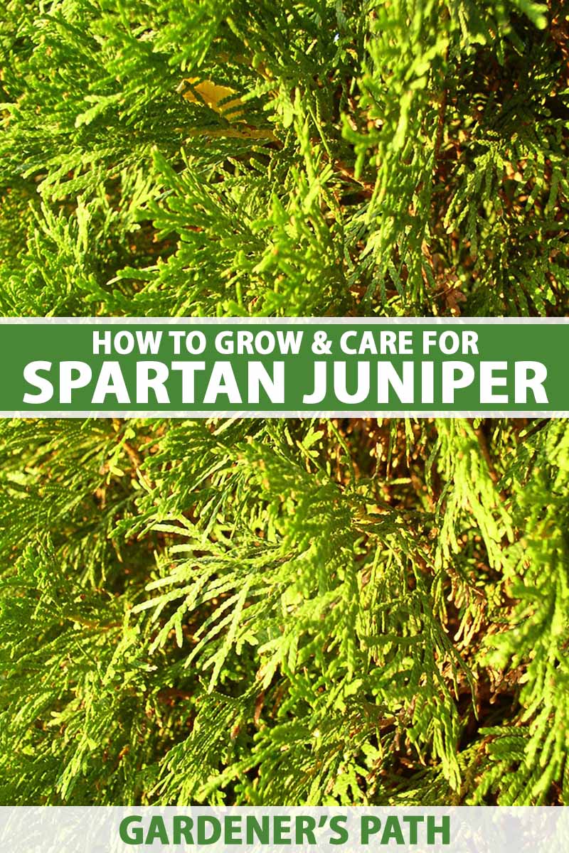 A close up vertical image of the green foliage of a 'Spartan' juniper pictured in light sunshine. To the center and bottom of the frame is green and white printed text.