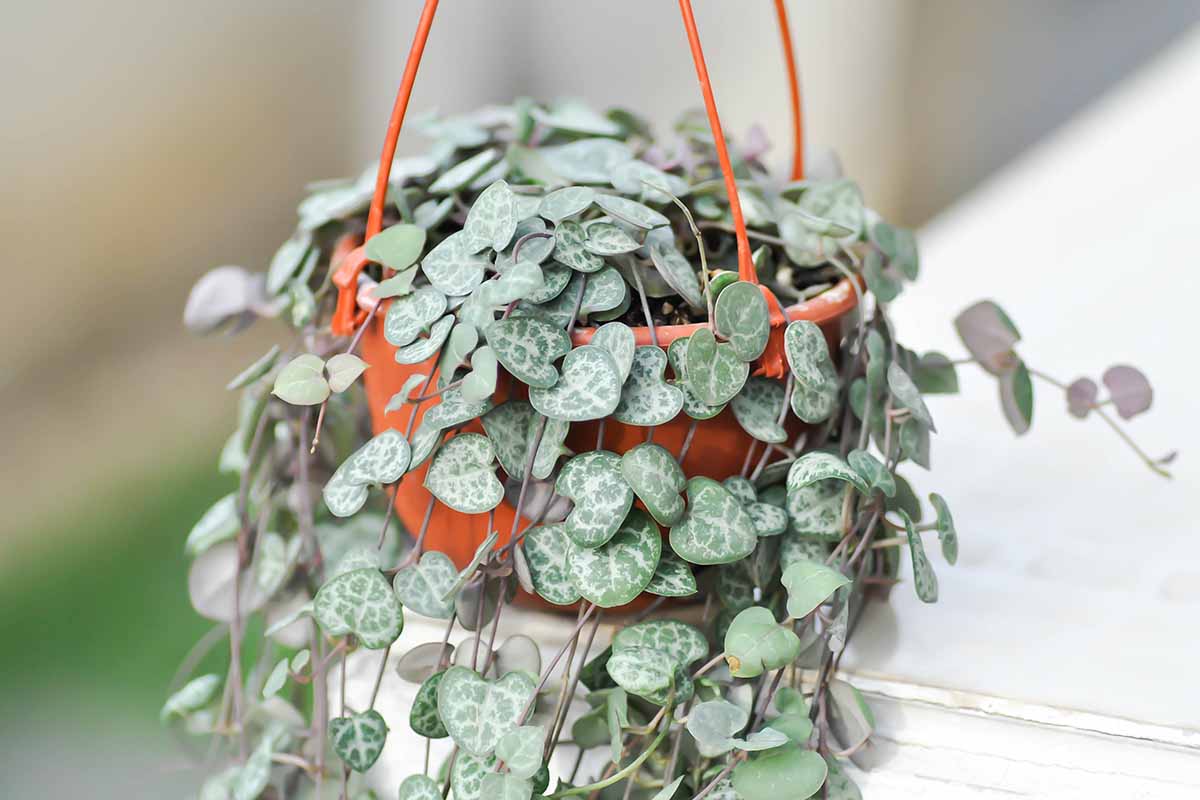 A close up horizontal image of string of hearts (Ceropegia woodii) growing in hanging pot pictured on a soft focus background.