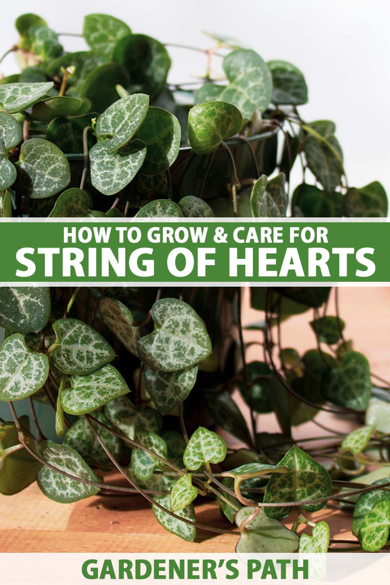 A close up vertical image of a string of hearts plant trailing over the side of a pot onto a wooden surface. To the center and bottom of the frame is green and white printed text.