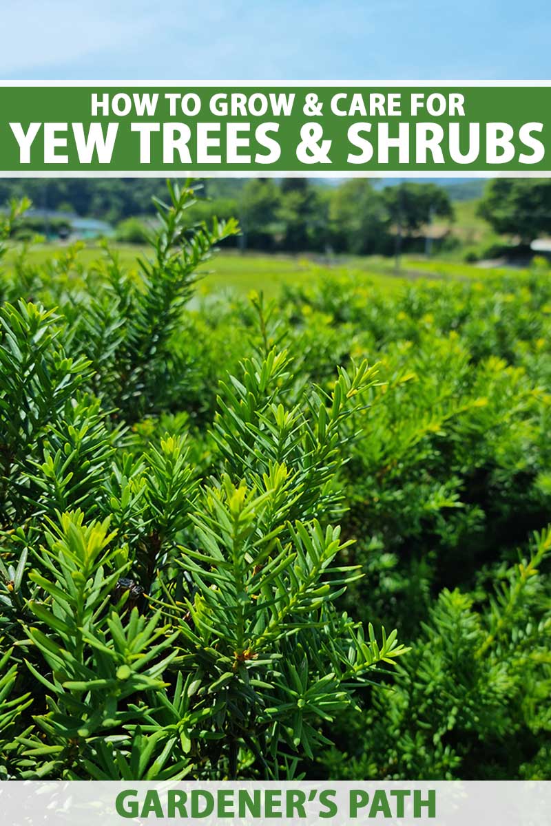 A close up vertical image of a large yew hedge growing in the garden pictured on a blue sky background. To the top and bottom of the frame is green and white printed text.