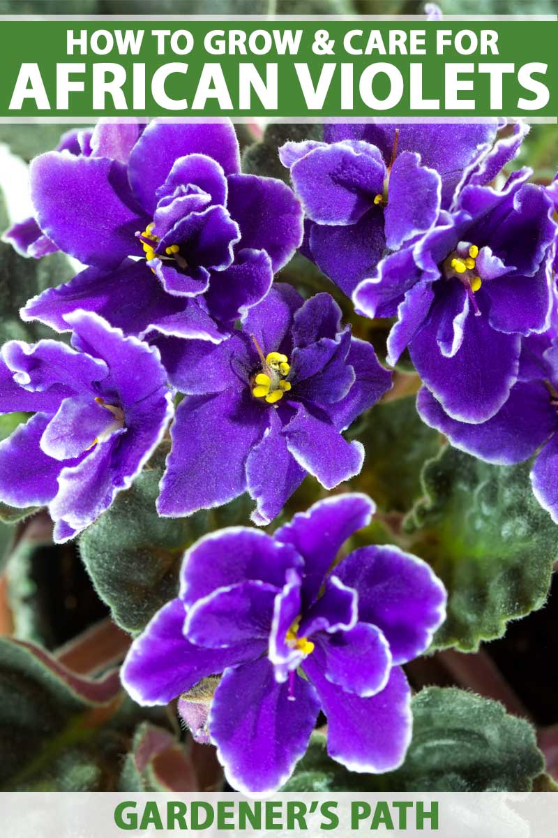 A close up vertical image of purple African violet flowers with foliage in soft focus in the background. To the top and bottom of the frame is green and white printed text.