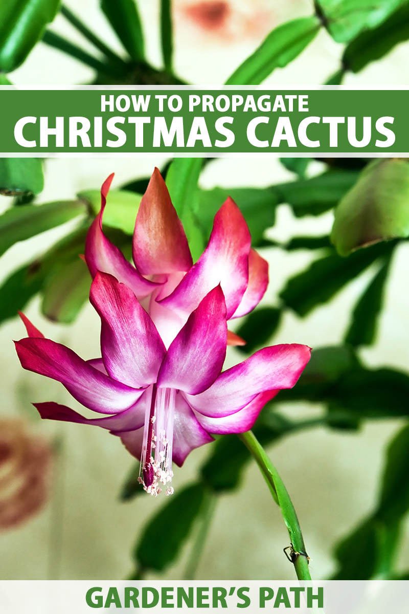 A close up vertical image of a Schlumbergera (holiday cactus) flower with foliage in soft focus in the background. To the top and bottom of the frame is green and white printed text.