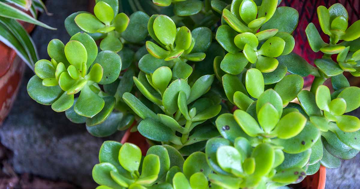 9 Reasons to Prune a Jade Houseplant and How to Do It | Gardener’s Path