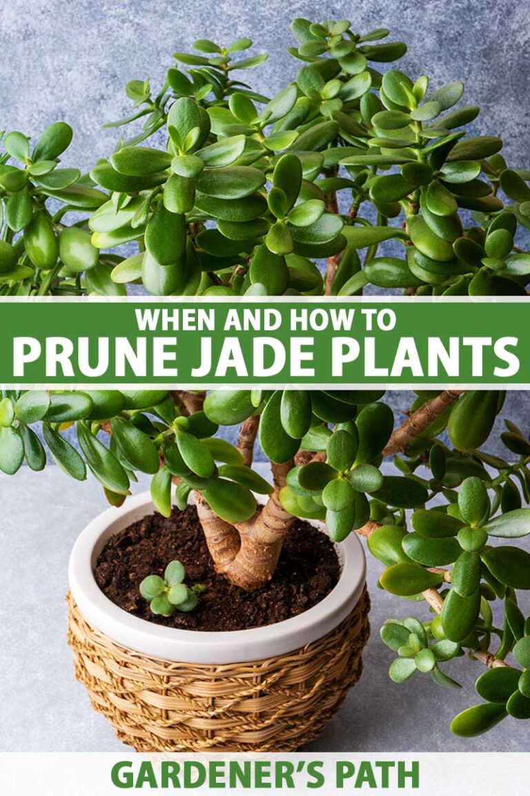 9 Reasons to Prune a Jade Houseplant and How to Do It | Gardener’s Path
