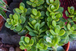 A close up horizontal image of the foliage of a jade plant (Crassula ovata) growing in a small pot indoors.
