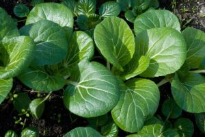 A close up top down image of bok choy growing in the garden pictured in light sunshine.