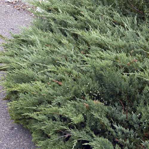 A close up of Juniperus horizontalis 'Hughes' growing by the side of a path.
