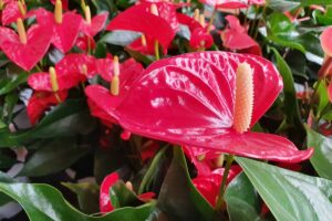 A close up horizontal image of anthurium plants growing in pots in a garden nursery.