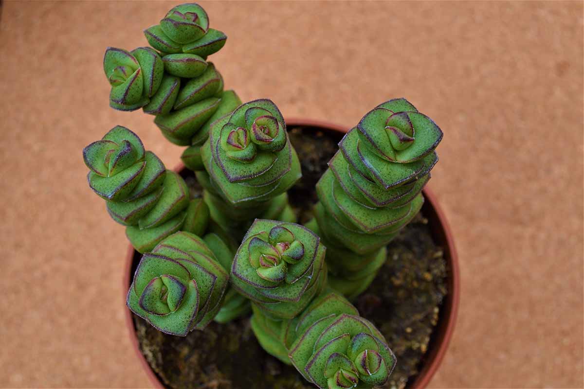 A close up horizontal image of a green jade necklace plant in a small pot.