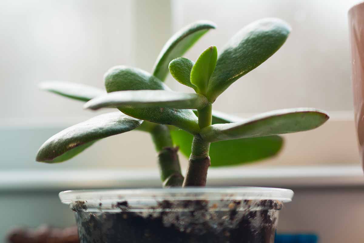 A close up horizontal image of a small jade plant (Crassula ovata) cutting growing in a plastic container on a windowsill.