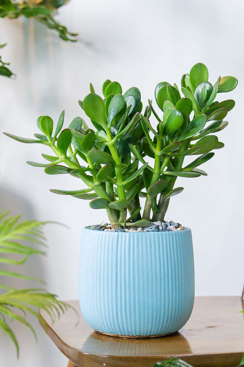 A vertical image of a Crassula ovata plant growing in a blue pot set on a wooden table.