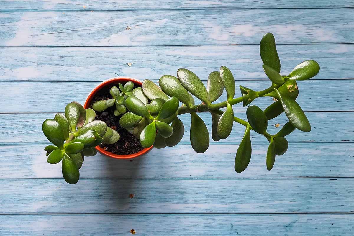 A close up horizontal image of a small jade plant with long stems in need of pruning set on a blue wooden surface.