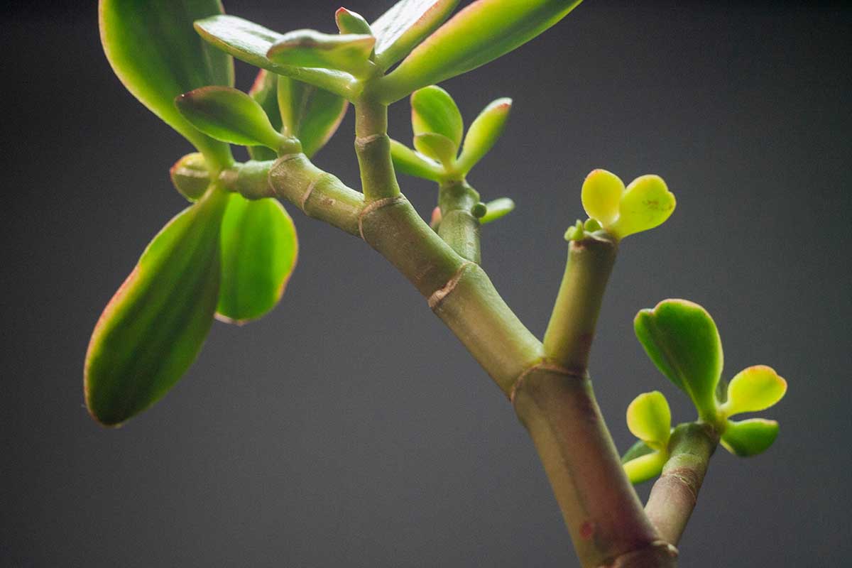 A close up horizontal image of a jade plant (Crassula ovata) stem showing new foliar growth.
