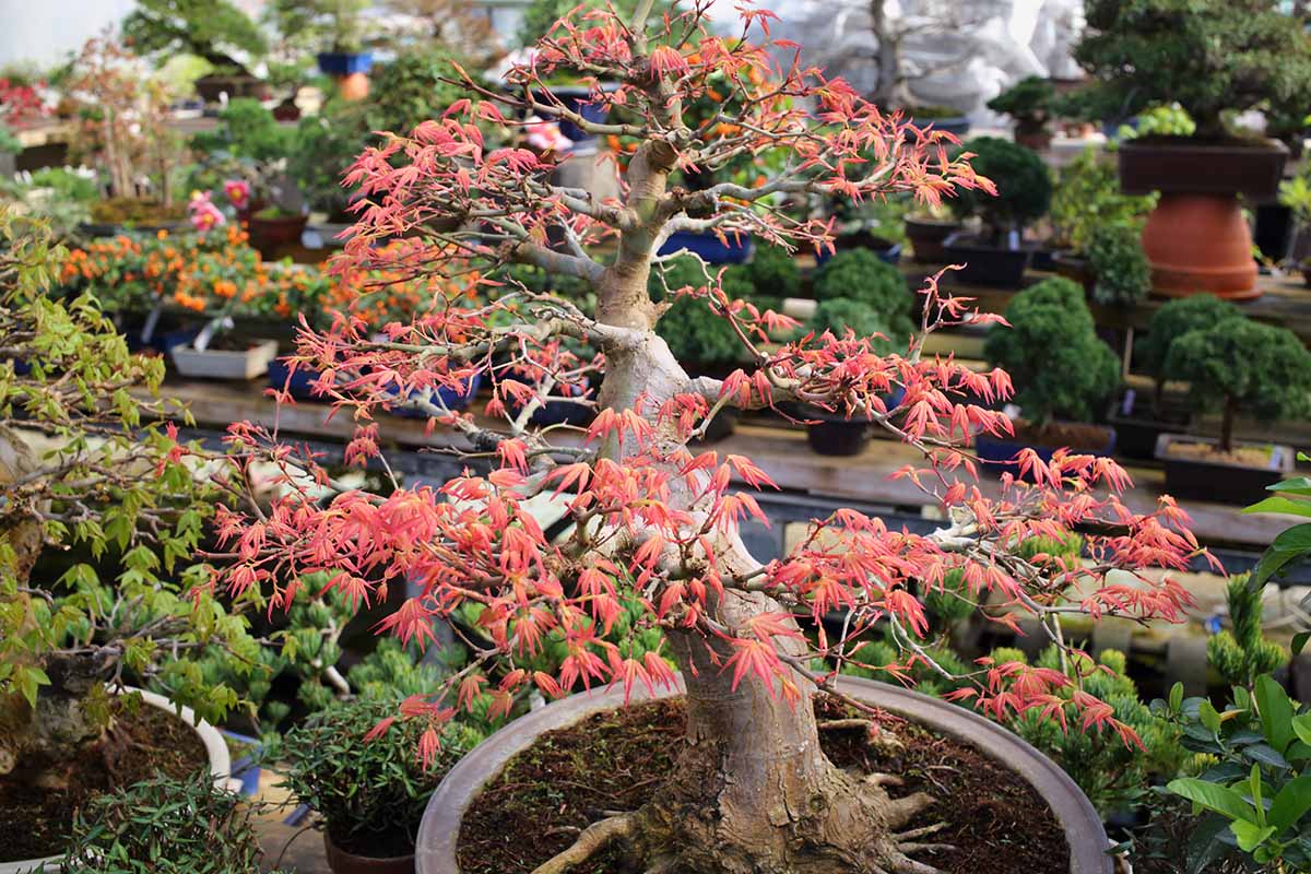 A close up horizontal image of a Japanese maple tree growing in a pot and trained as a bonsai.