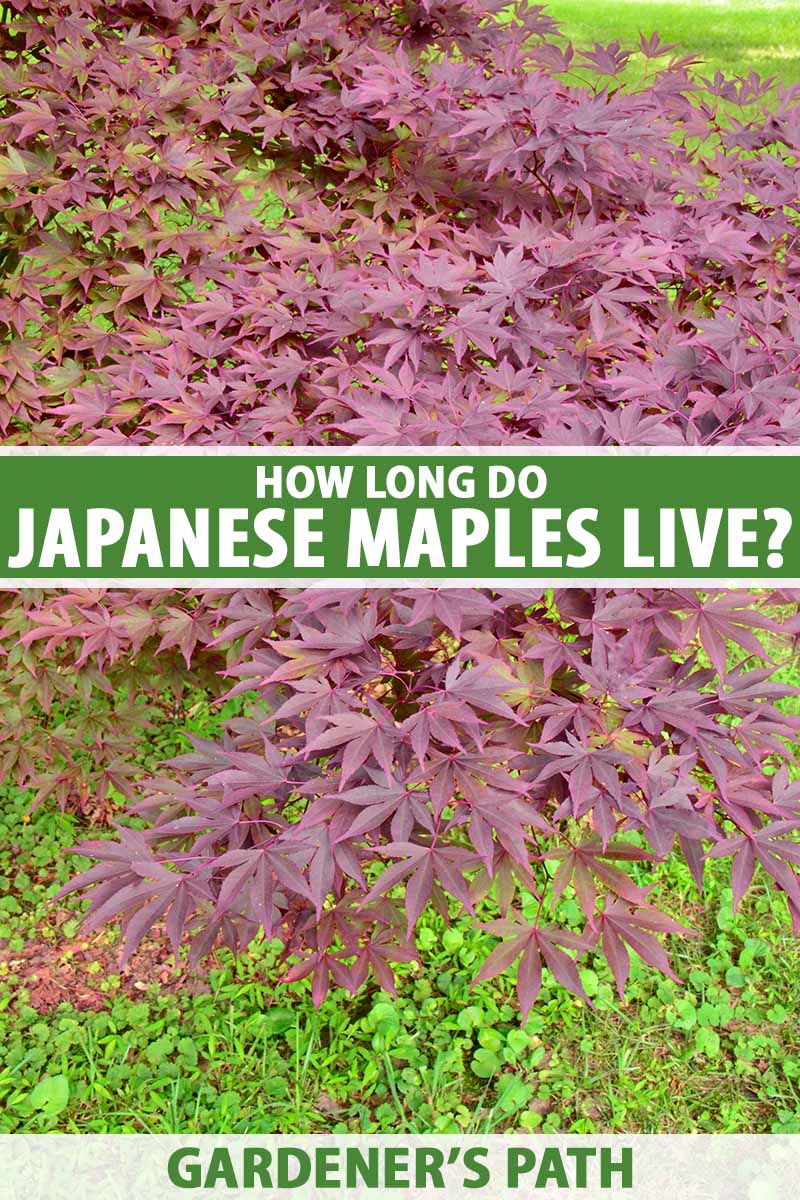 A close up vertical image of the deep burgundy foliage of a Japanese maple growing in the garden. To the center and bottom of the frame is green and white printed text.