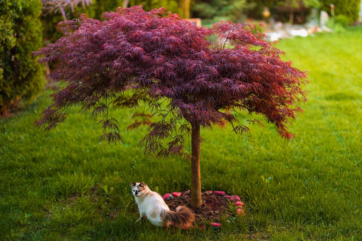 A close up horizontal image of a small weeping laceleaf Japanese maple tree in a lawn with a cat underneath it.
