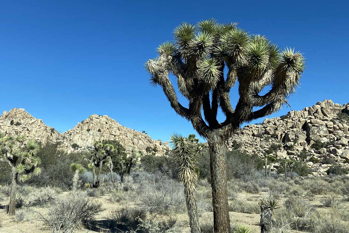 A horizontal image of Joshua trees (Yucca brevifolia) growing in the desert landscape with blue sky in the background.