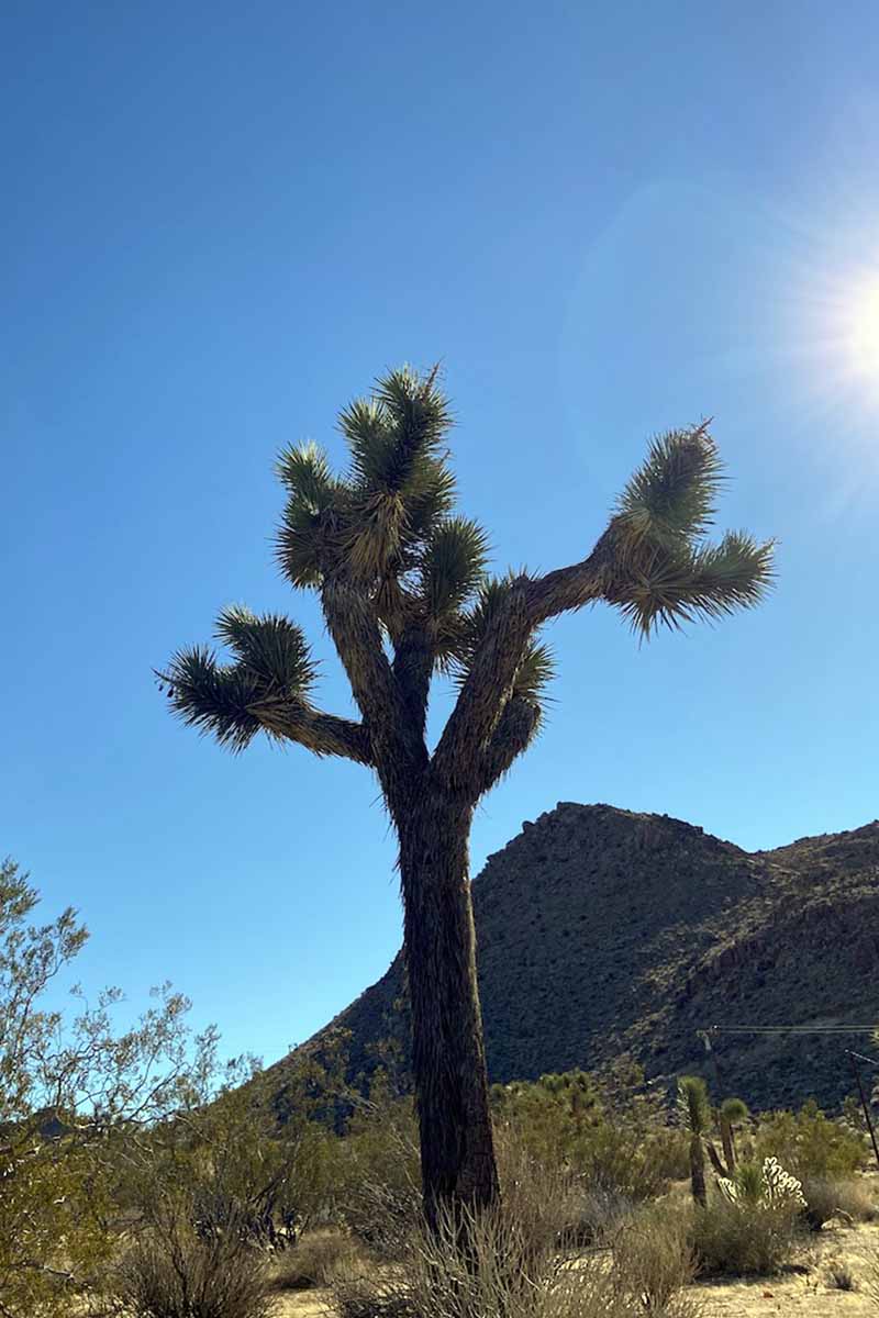 A vertical image of a large Yucca brevifolia tree growing in the desert with blue sky and bright sunshine in the background.