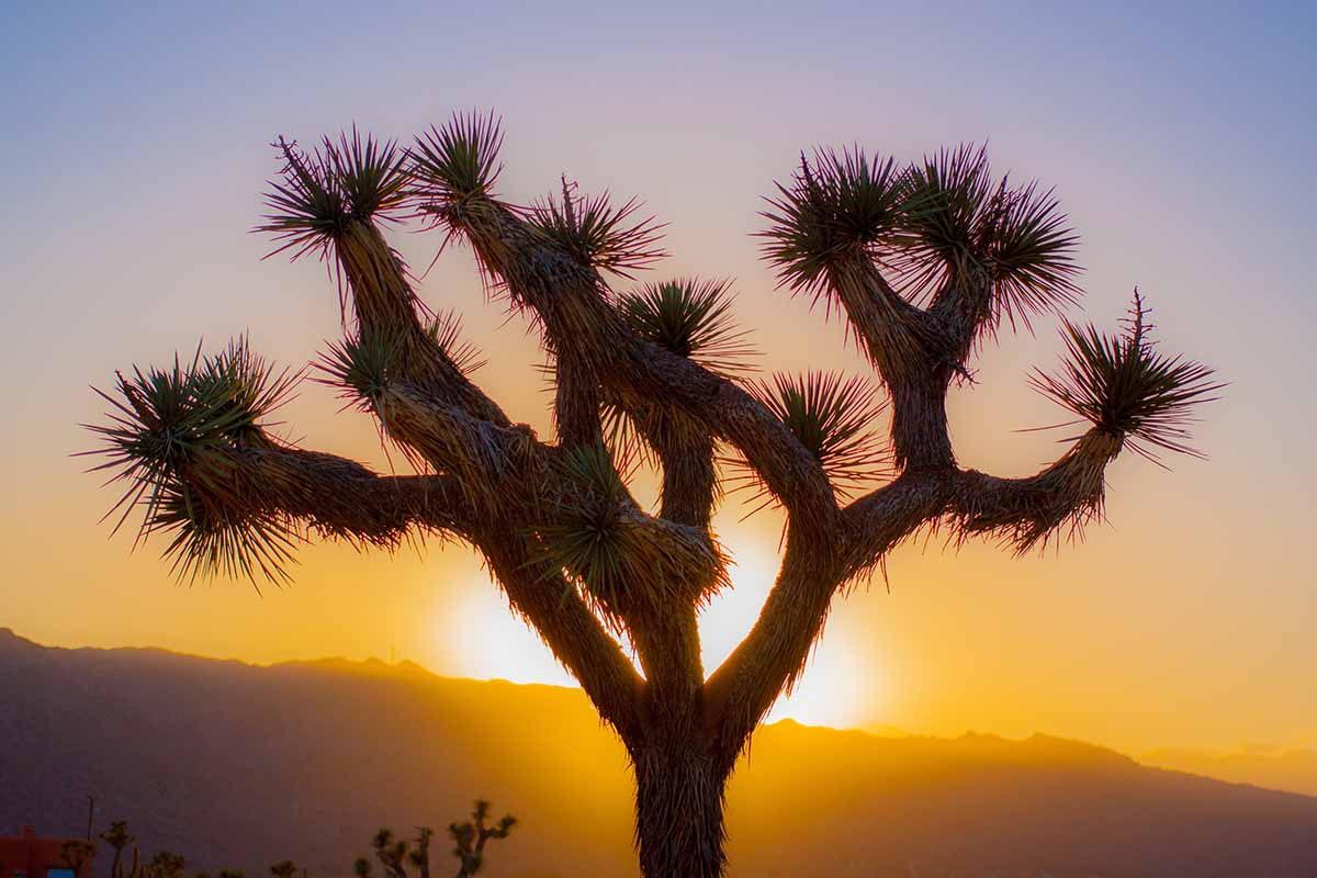 A horizontal image of a Joshua tree in silhouette with the setting sun in the background.