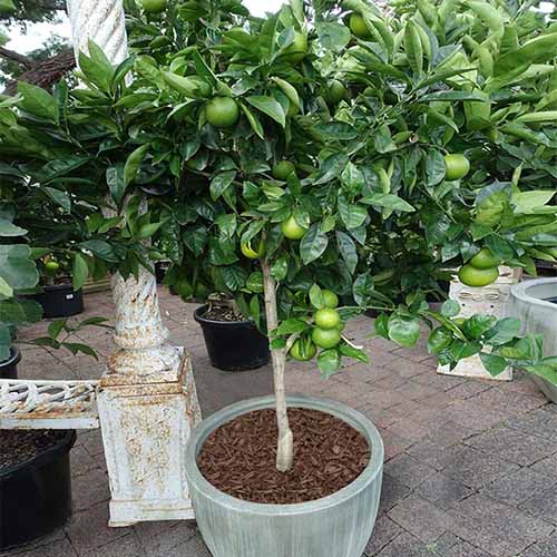 A square image of a key lime tree growing in a ceramic pot set on a patio.