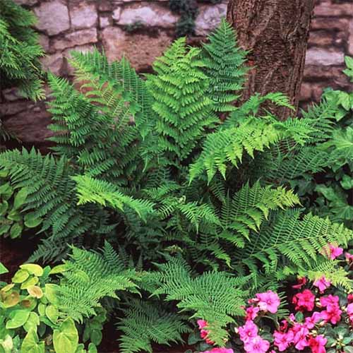 A close up of a lady fern growing outdoors under a tree with a stone wall in the background.