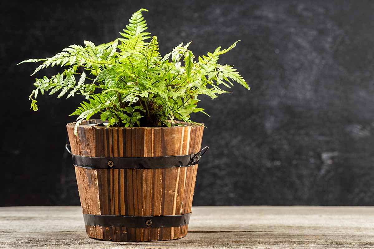 A close up horizontal image of a lady fern growing in a wooden half-barrel pot set on a wooden surface with a dark wall in the background.