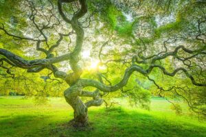 A close up horizontal image of a large Japanese maple tree growing in a park with the sun behind it creating a pleasing silhouette.
