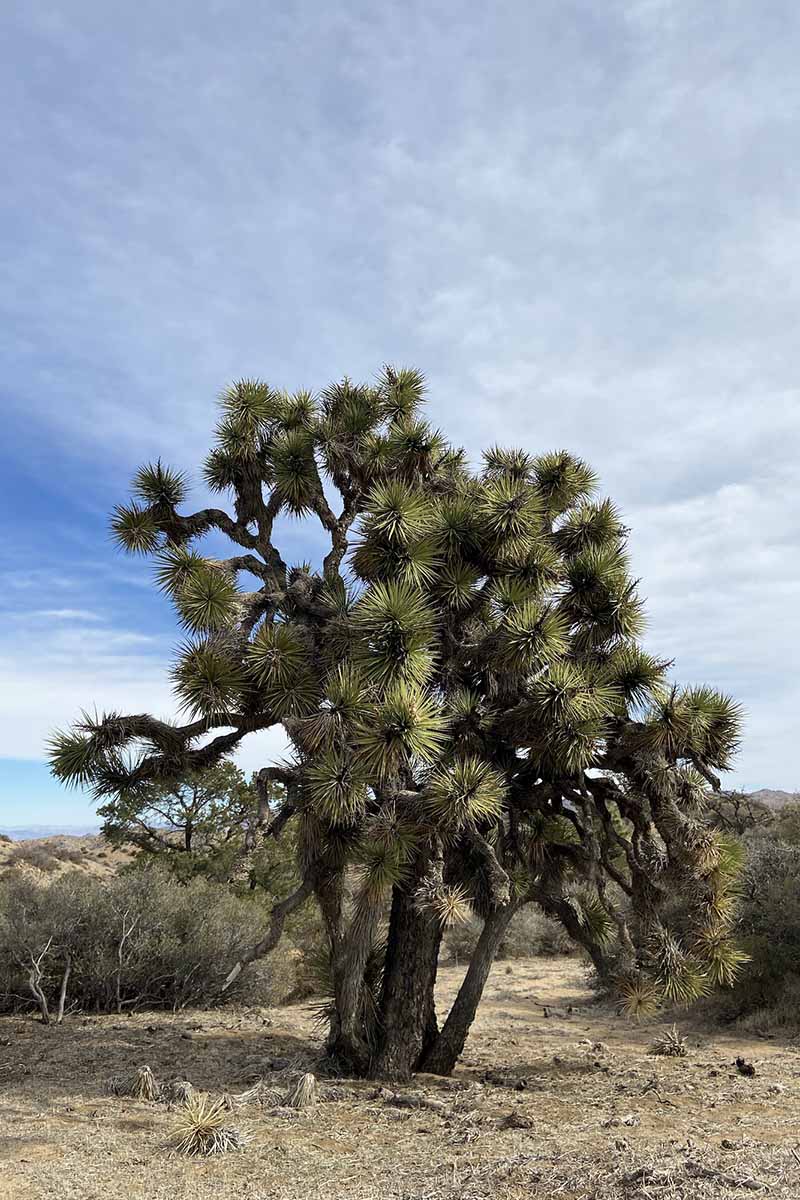 A vertical image of large, old Joshua tree with multiple branches growing in the desert.