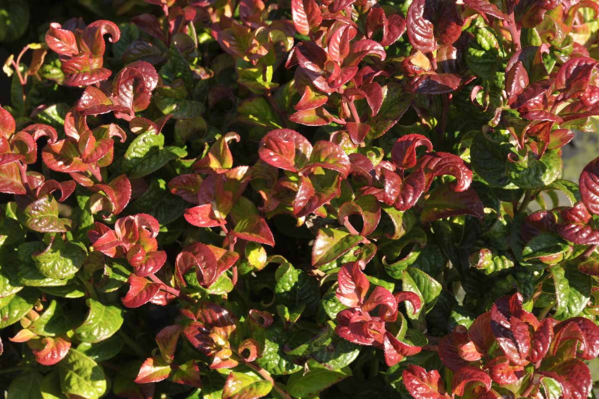 Closeup of the curly burgundy and green leaves of Leucothoe axillaris 'Curly Red.'