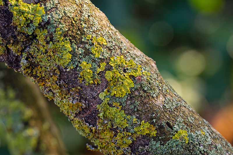 A close up horizontal image of lichen growing on the bark of an old tree pictured on a soft focus background.