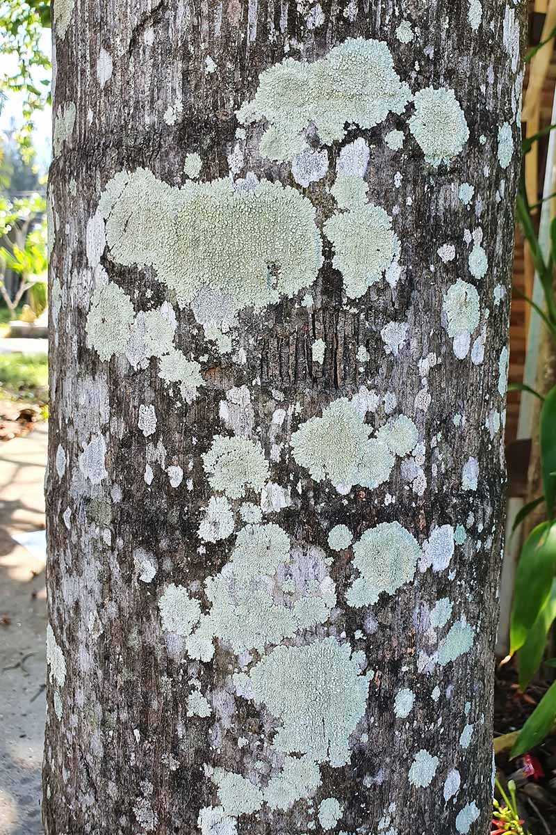 A close up vertical image of the trunk of a tree with green lichen covering the bark.