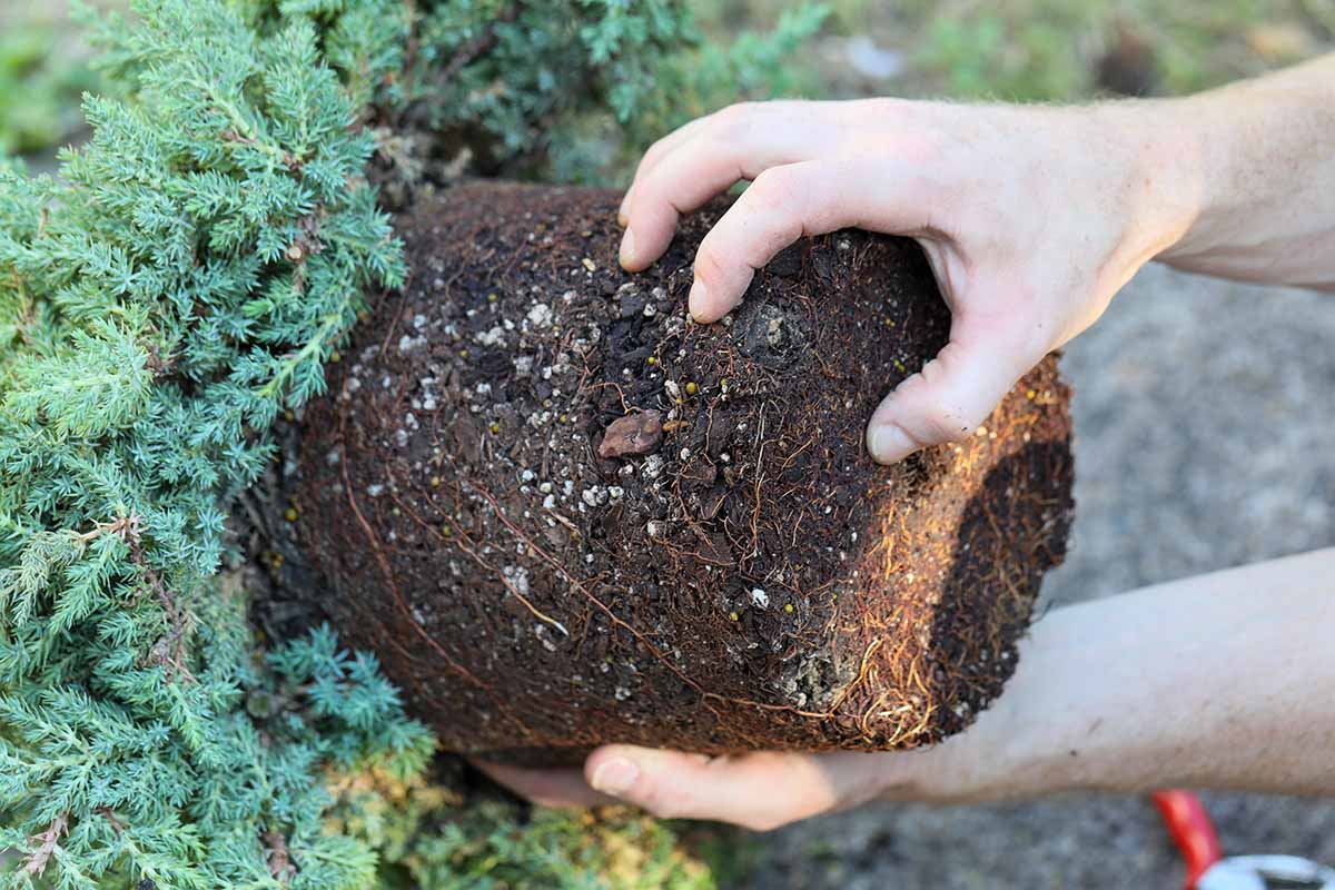 A close up horizontal image of two hands from the right of the frame loosening the roots of a juniper.