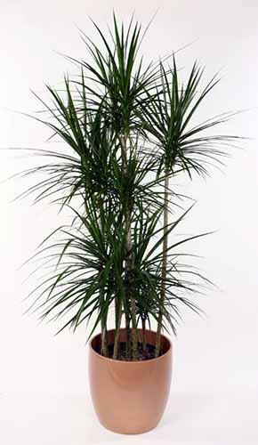 A close up of a Madagascar dragon tree growing in a pot isolated on a pale background.