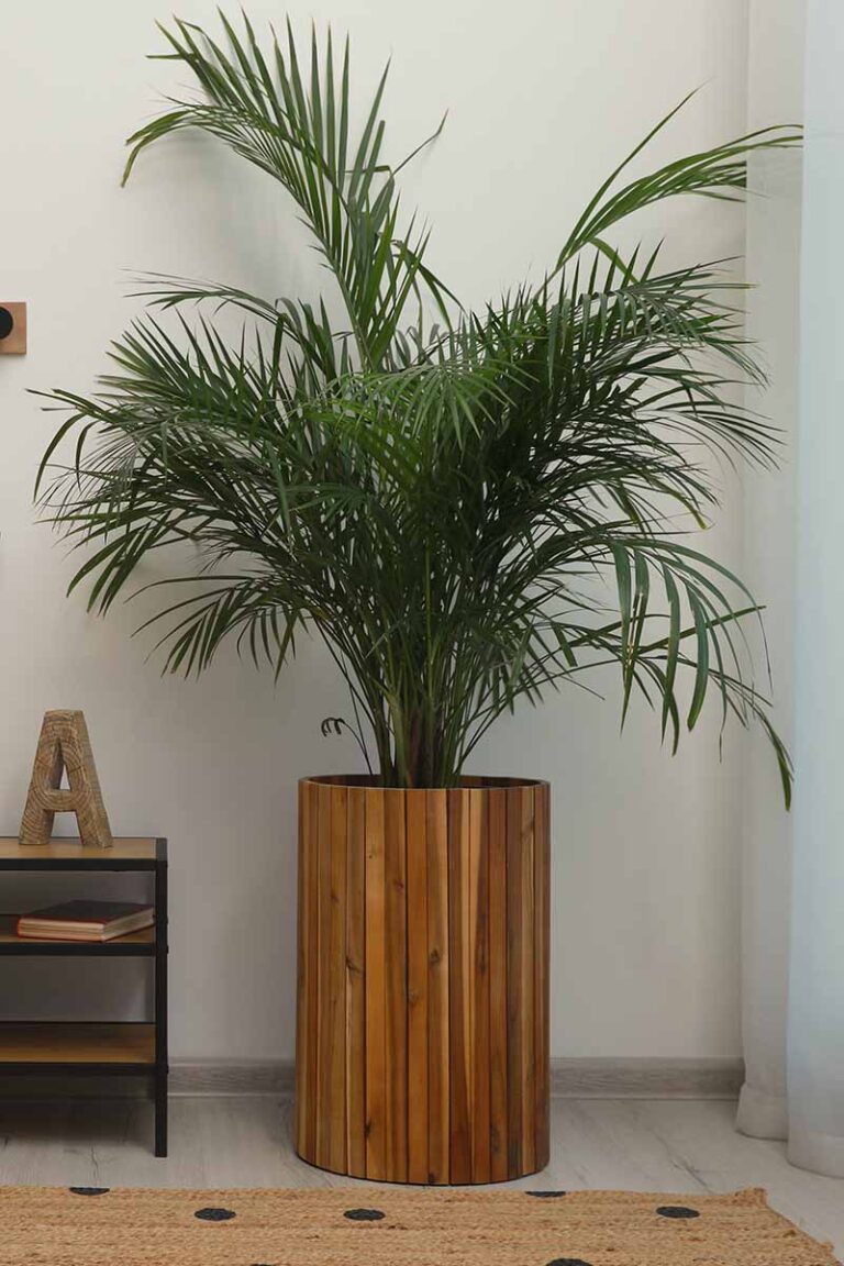 The Best Tall Houseplants 25 TreeLike Plants to Grow Indoors