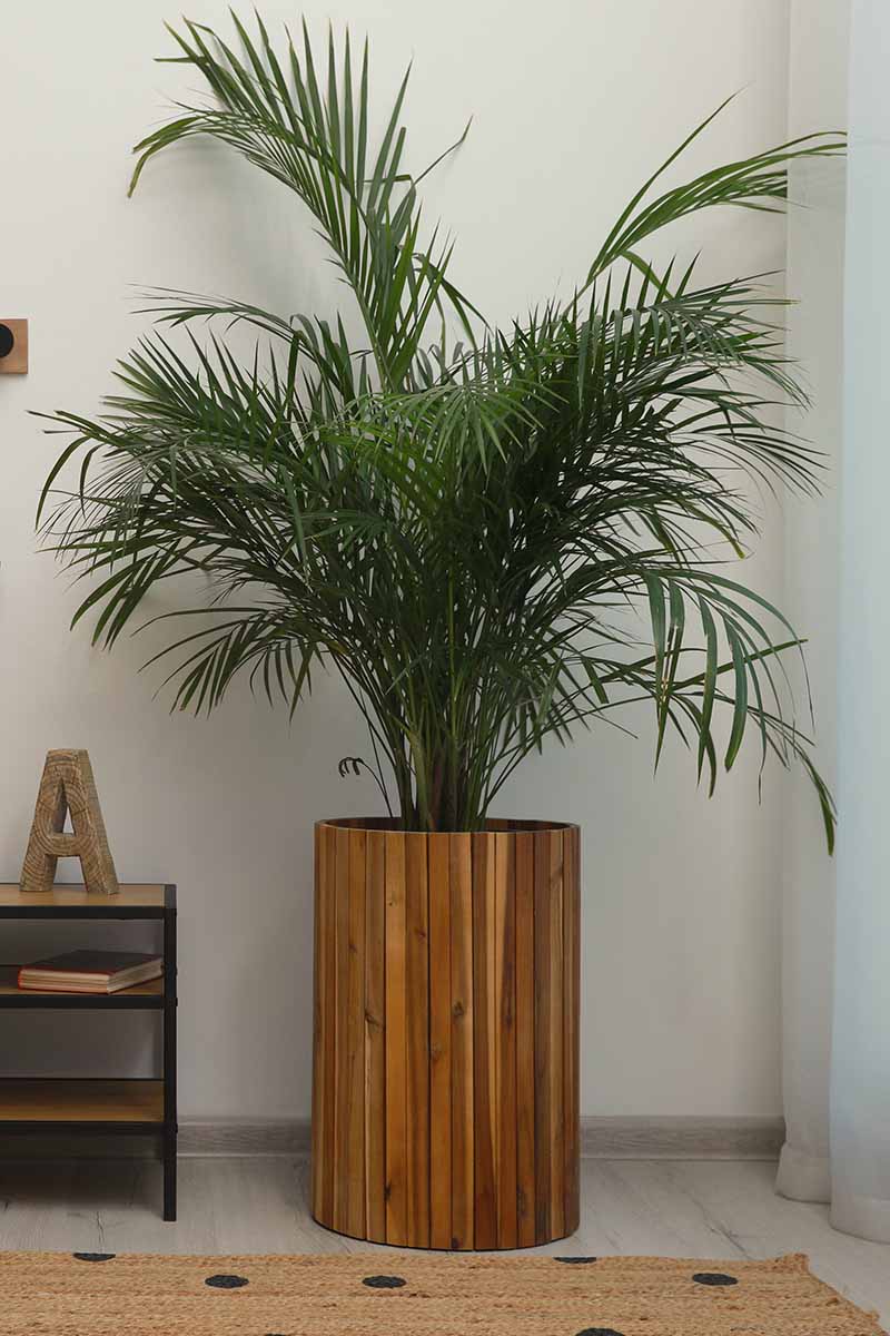 Una imagen vertical de una majestuosa palmera que crece en un macetero decorativo de madera en la esquina de una sala de estar.