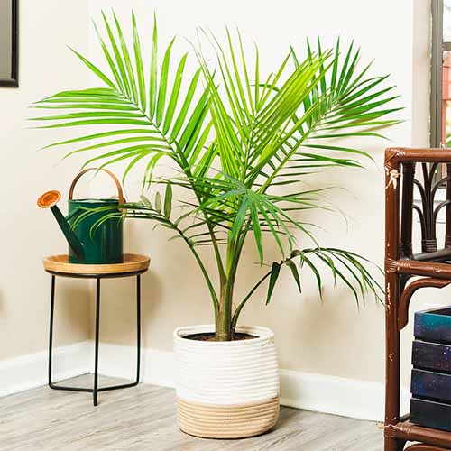 Una imagen cuadrada de primer plano de una majestuosa palmera que crece en una maceta decorativa de mimbre sobre un suelo de madera en el interior.