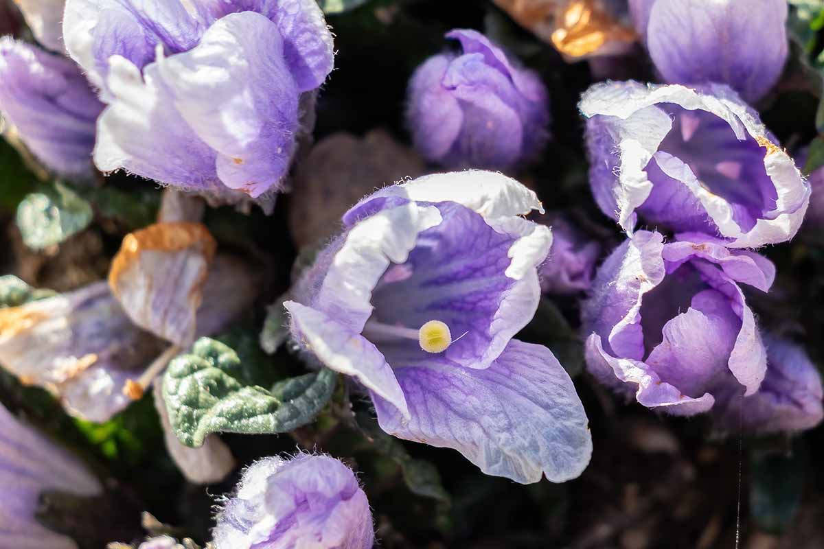 A close up horizontal image of Mandragora flowers pictured in light sunshine.