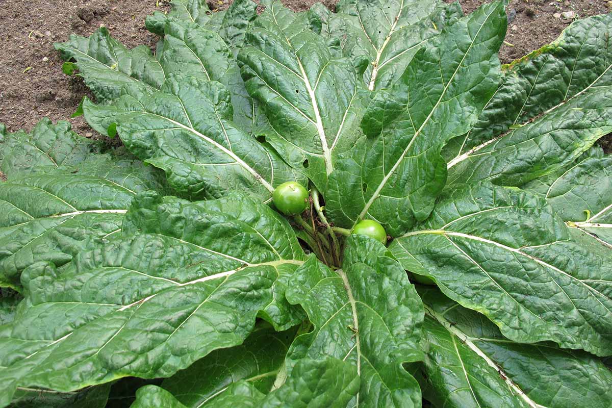 A close up horizontal image of a large Mandragora officinarum (mandrake) plant with bright green berries growing in the garden.