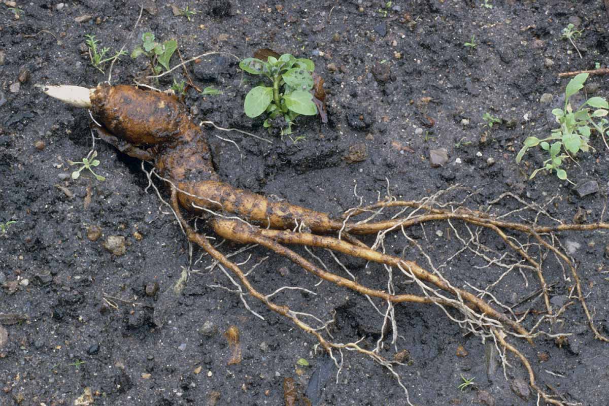 A close up horizontal image of a Mandragora officinarum (mandrake) root set on the surface of the soil.
