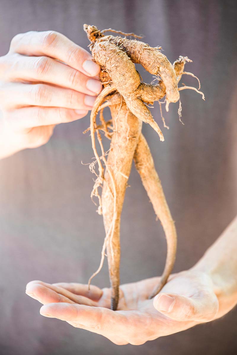 A close up vertical image of two hands holding a mandrake root pictured on a soft focus background.