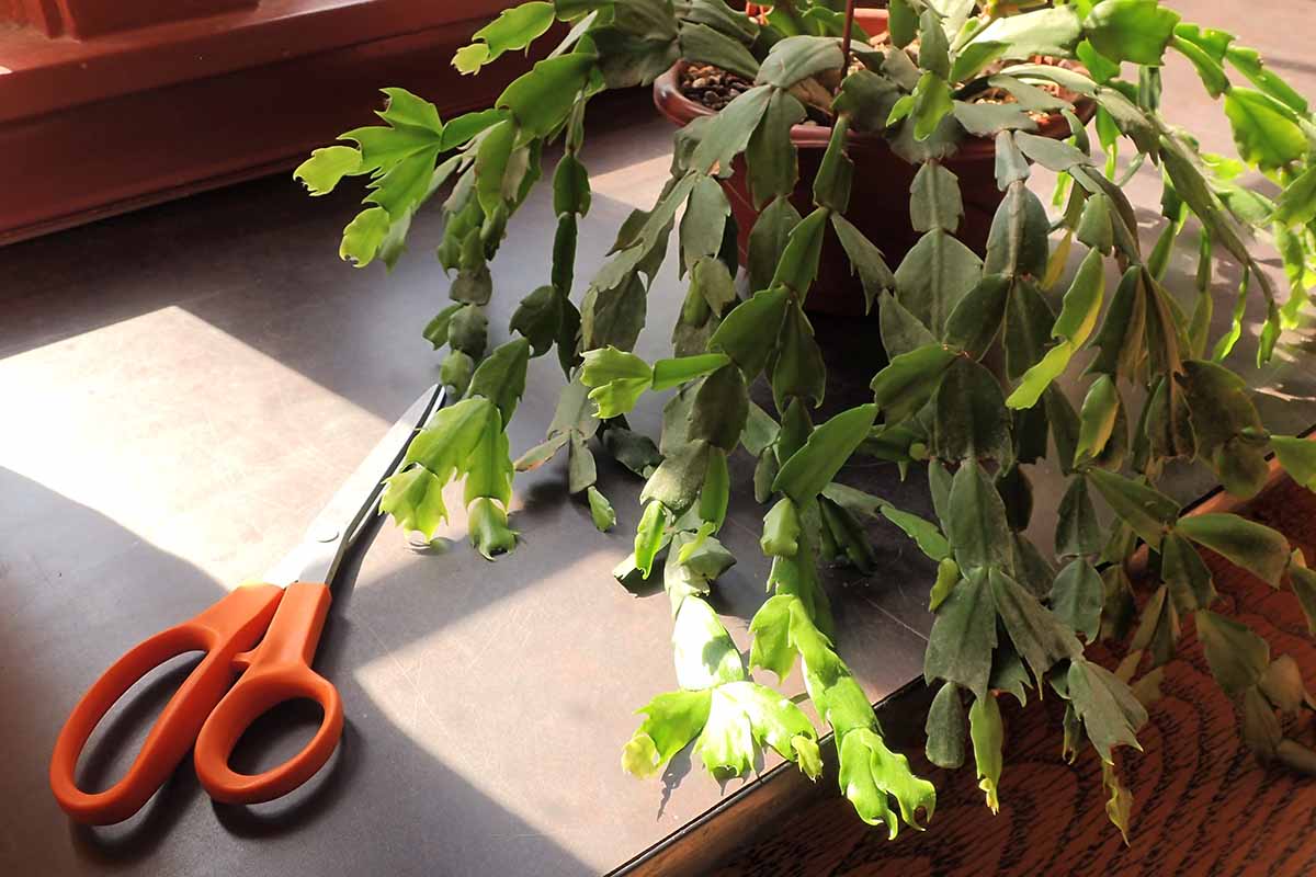 A close up horizontal image of a mature Christmas cactus plant growing in a pot set on a sunny countertop with a pair of scissors next to it.