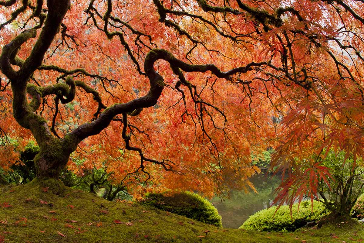 A horizontal image of a large Japanese maple with fall foliage growing beside a lake in a formal garden.