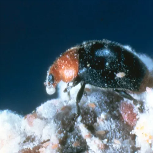 A square image of a mealybug destroyer in high magnification.