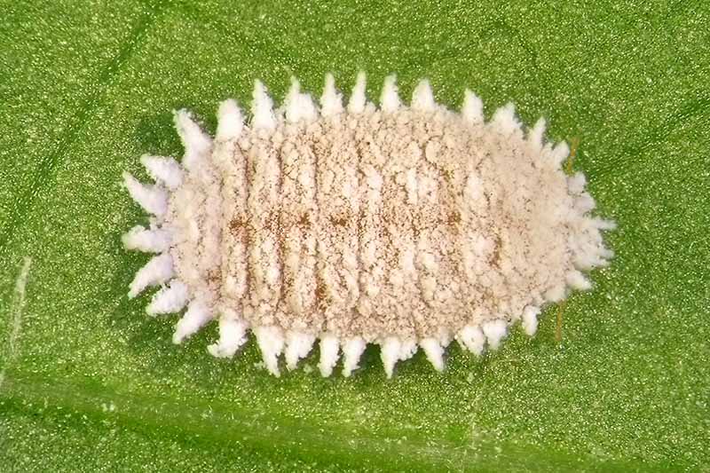 A close up horizontal image of a mealybug on a leaf.