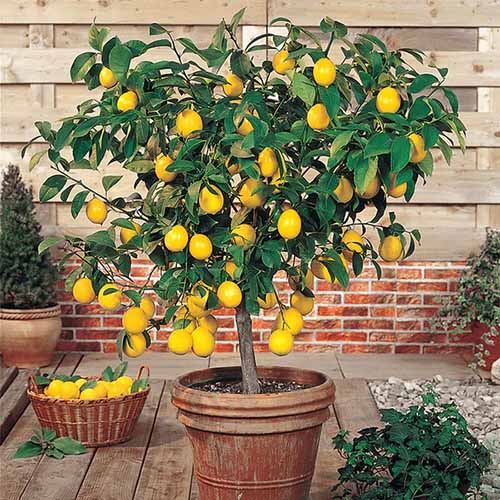 A square image of a meyer lemon tree laden with fruits growing in a terra cotta pot on a patio.
