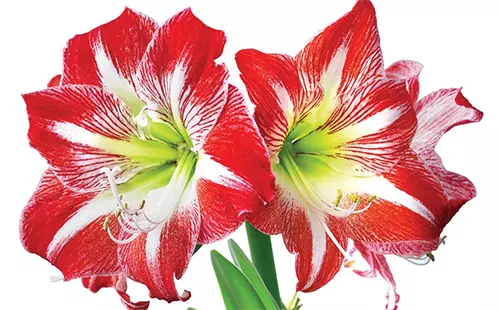A close up of two red and white striped Hippeastrum flowers isolated on a white background.