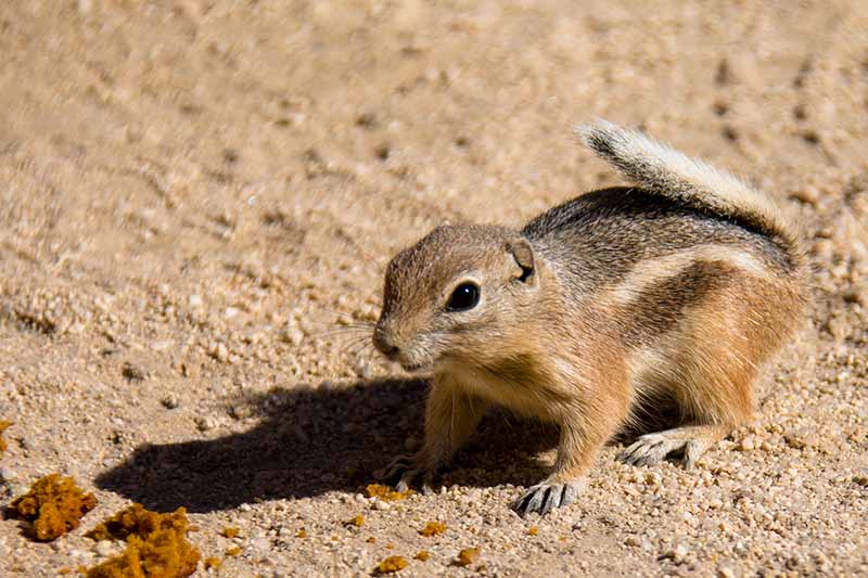 A close up horizontal image of a Mojave ground squirrel foraging in the sand.