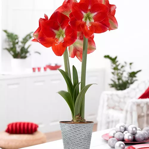 A close up square image of a potted 'Monaco' amaryllis flower growing indoors.