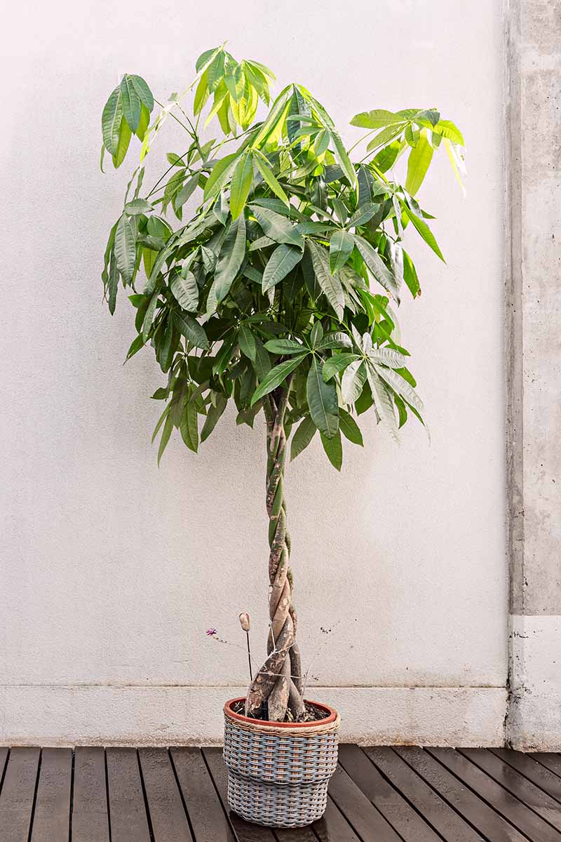 A vertical image of a money tree growing in a small container set on a wooden surface with a white wall in the background.