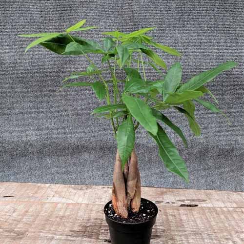 A square image of a money tree growing in a small black pot.